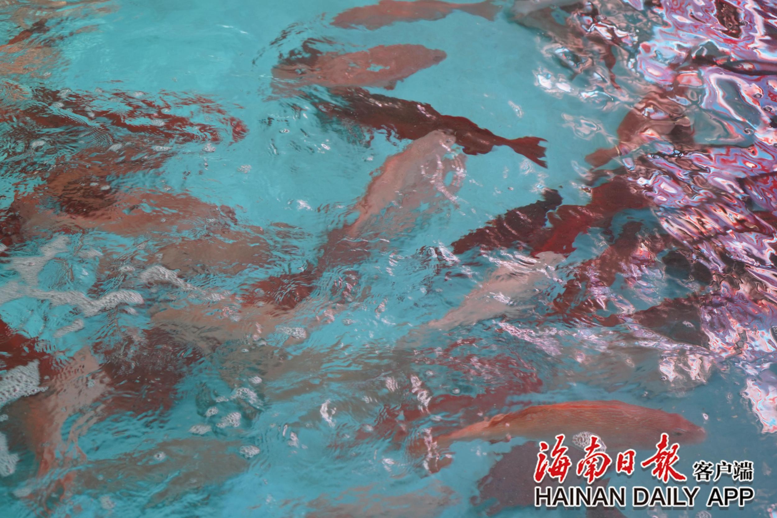 新春走基层丨海南东星斑凭借优良品质畅销国内市场 价格不菲却供不应求